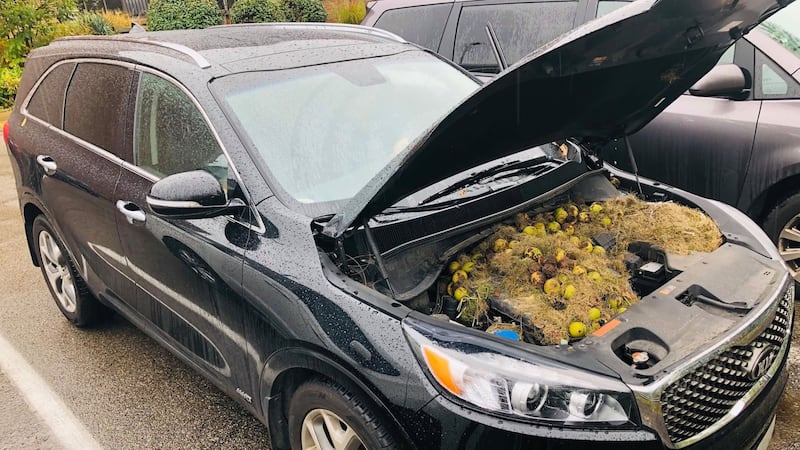 Chris Persic from Pennsylvania explained that he cleaned over 200 walnuts from his car after a squirrel stashed them inside his bonnet.