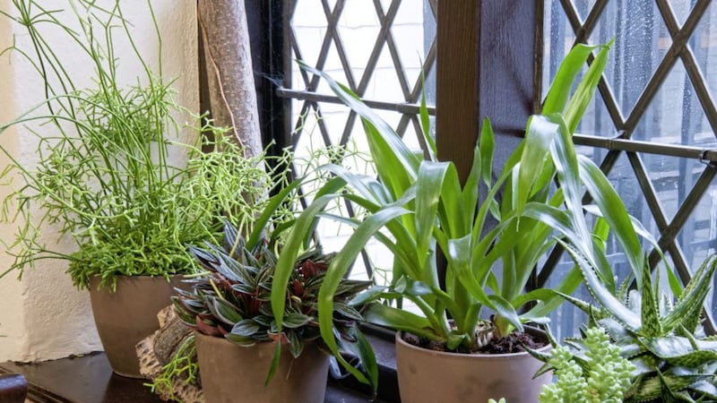 Houseplants can catch dust, improve air quality and lift your mood 