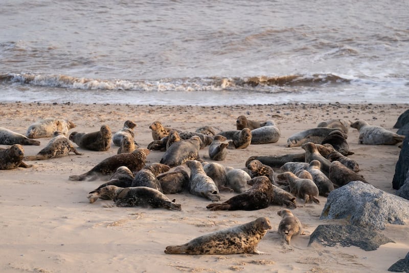 Grey seal pups
