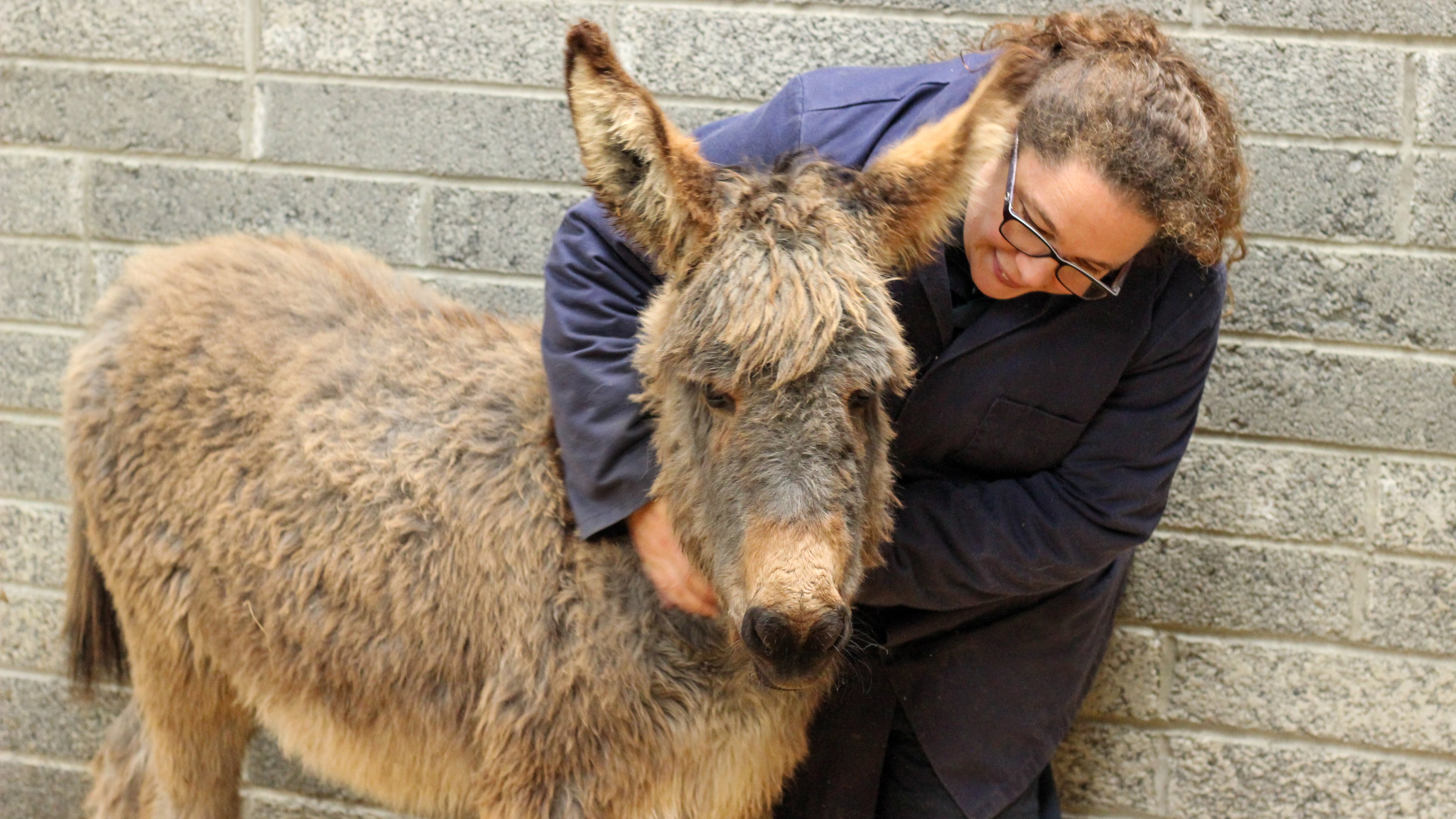 Foal Sora with Donkey Sanctuary Ireland farm groom Vicky Lewis .