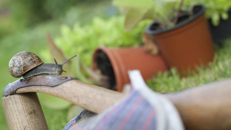 Snails and slugs play an important role in garden ecosystems