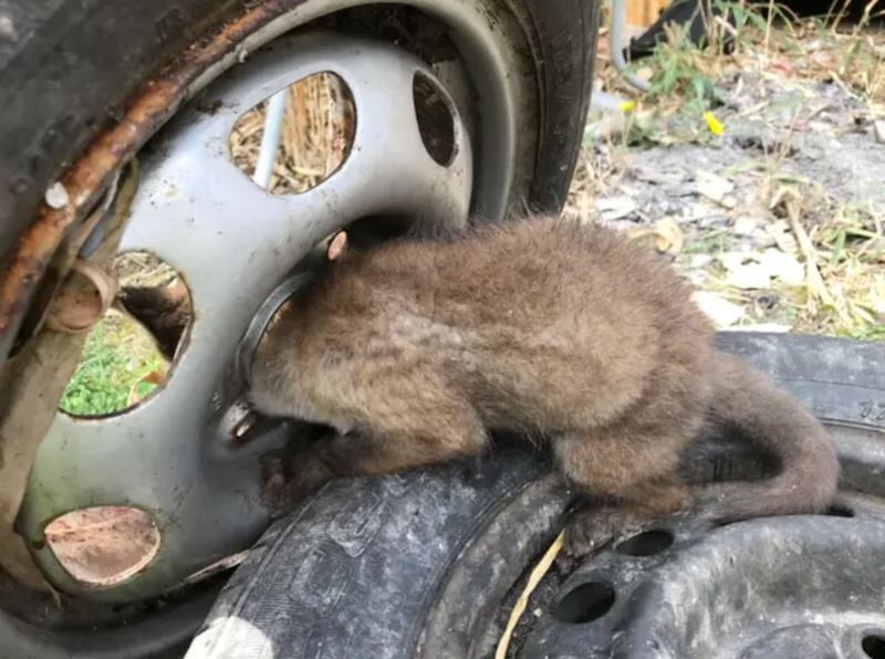 This little fox cub got stuck in a wheel. Picture from the RSPCA