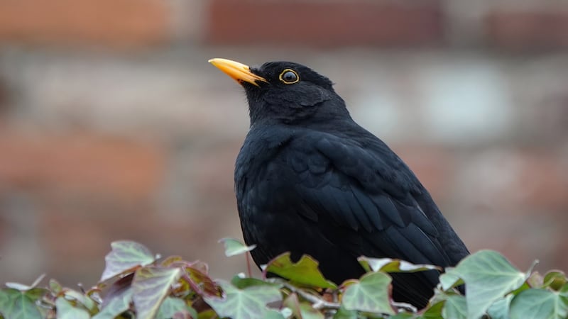 A male blackbird perching on an ivy plant against a defocused background.