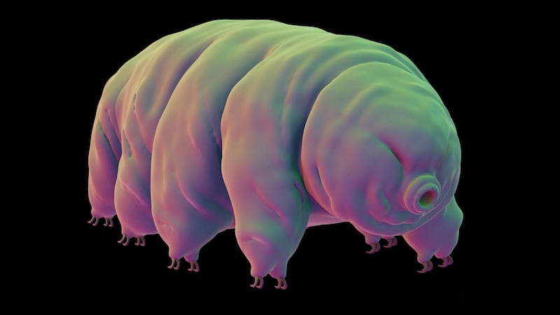 The microscopic water-dwelling creature could aid in Mars research.