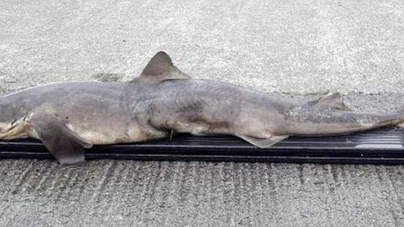The shark was found by a member of the public on September 17. Picture by Inland Fisheries Ireland 