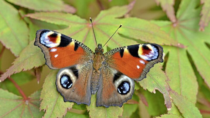 A peacock butterfly 
