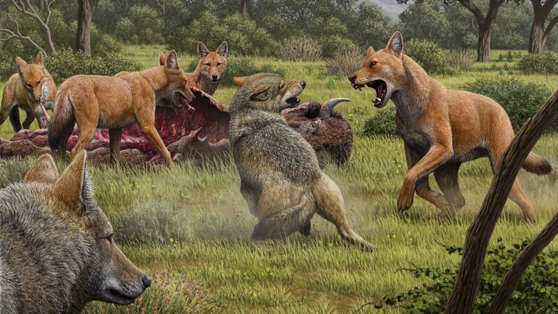 Research shows dire wolves were so different from other canine species like coyotes and grey wolves that they were not able to breed with each other.