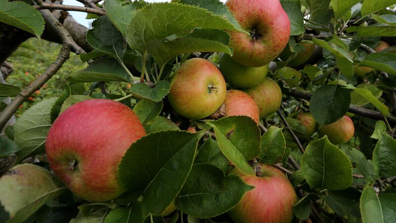 A new study suggests organic apples harbour more diverse and balanced bacteria than conventional apples.