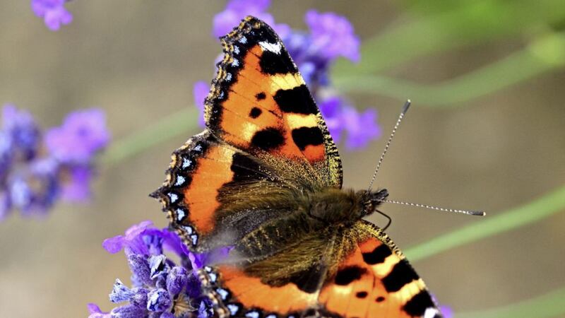 The latest survey suggests tortoiseshell butterfly numbers are down. Picture by Margaret Holland/PA 