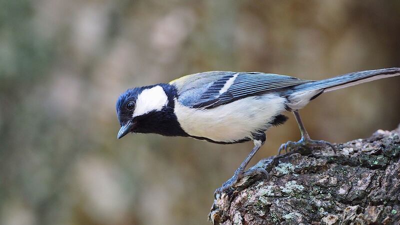 Study shows that specific alarm calls trigger thoughts of snakes in the Japanese tit