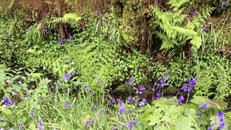 Bluebells bring in a different tint to nature&#39;s colour scheme 