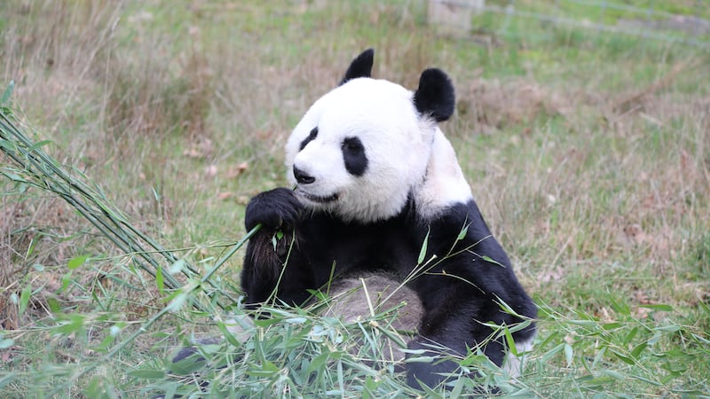 Pandas Yang Guang and Tian Tian are set to return to China this year after 12 years in Scotland.
