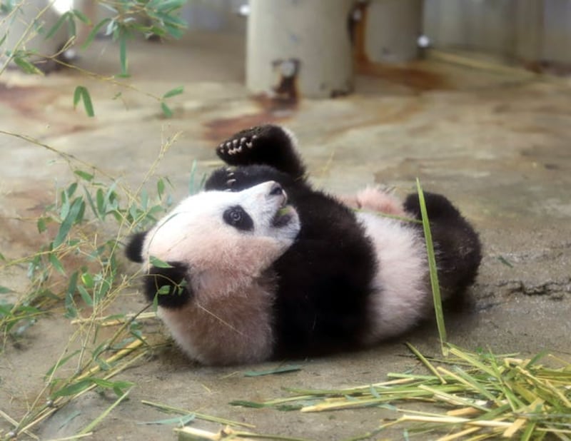 Female giant panda cub Xiang Xiang plays during a press preview (Yoshikazu Tsuno/AP)