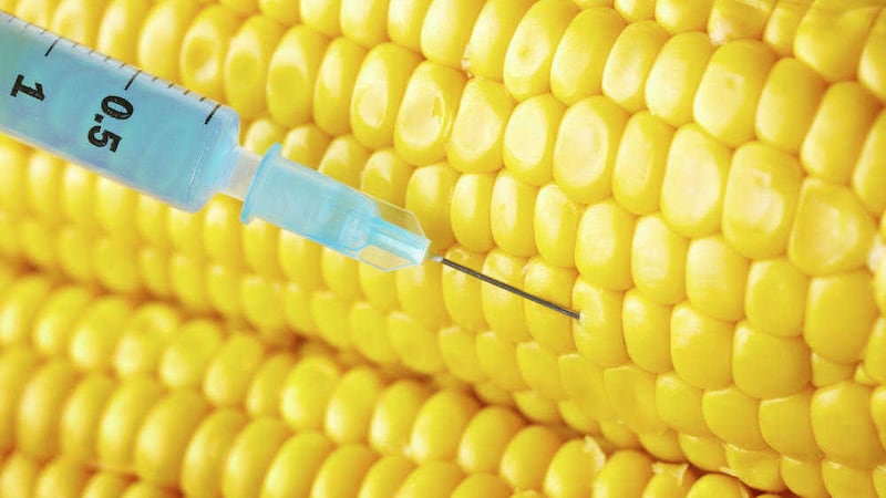 Corn is among the most common GM crops 