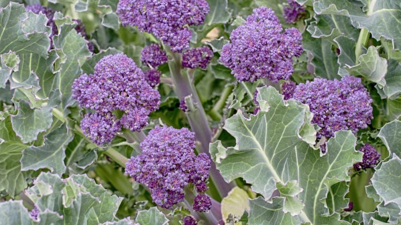 Purple-sprouting broccoli is ideal for planting where early spuds have been harvested