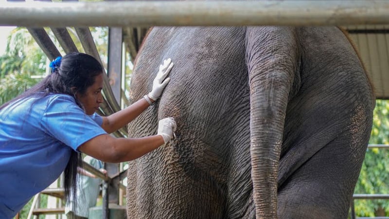 A veterinary surgeon attends to the elephant Sak Surin before its trip back to Thailand (AP Photo/Eranga Jayawardena)