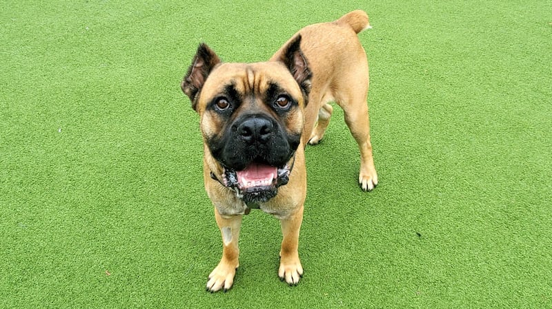 Despite being banned in the UK, there are loopholes that allows dogs with cropped ears and cosmetically docked tails to be imported. Fraser, a large Cane Corso at Battersea Dogs & Cats Home has cropped ears and a docked tail