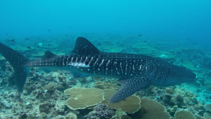 The endangered whale shark can reach lengths of 18 metres.