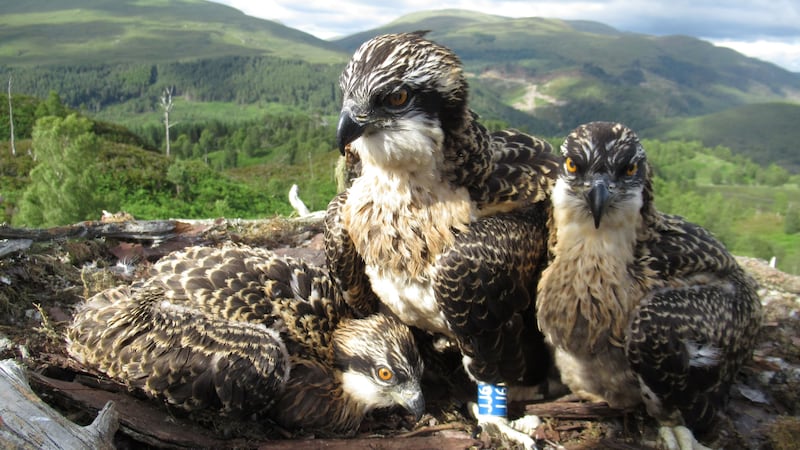Two males and a female hatched at Loch Arkaig Pine Forest in the Highlands about five weeks ago.