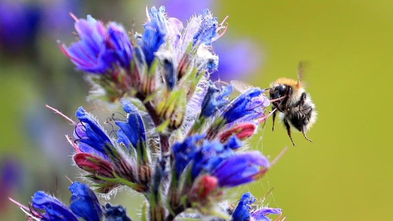 The likelihood of a bumblebee population surviving in a given place has declined by 30% in the course of a single human generation, scientists say.