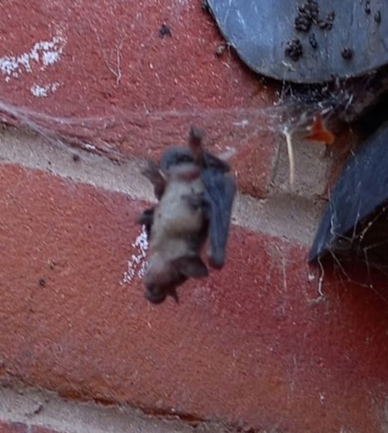A Pipistrelle bat entangled in a False Widow Spider&rsquo;s web. Photo: Ben Waddams&nbsp;