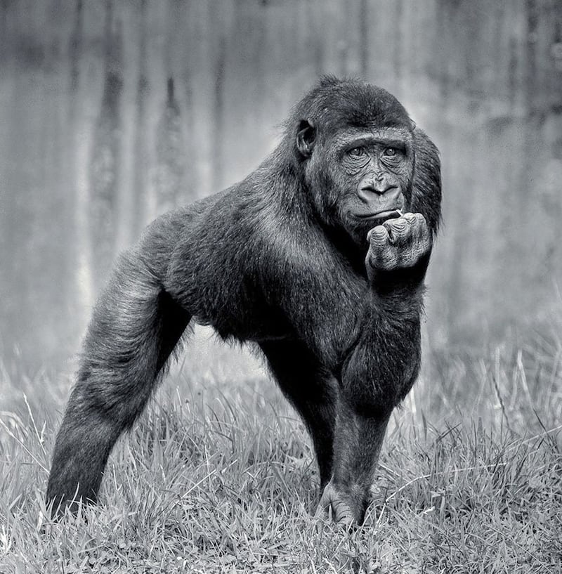 Western Lowland Gorilla by Bruce Marshall. One of the prize-winning snaps entered in the Belfast Zoo&rsquo;s annual photographic competition 