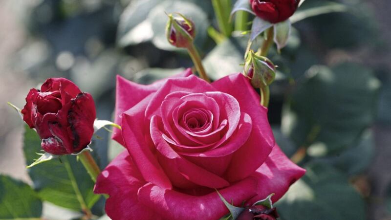 Rosa &#39;Timeless Charisma&#39; &ndash; a scented hybrid tea rose produces red buds that open to highly fragrant magenta red flowers 
