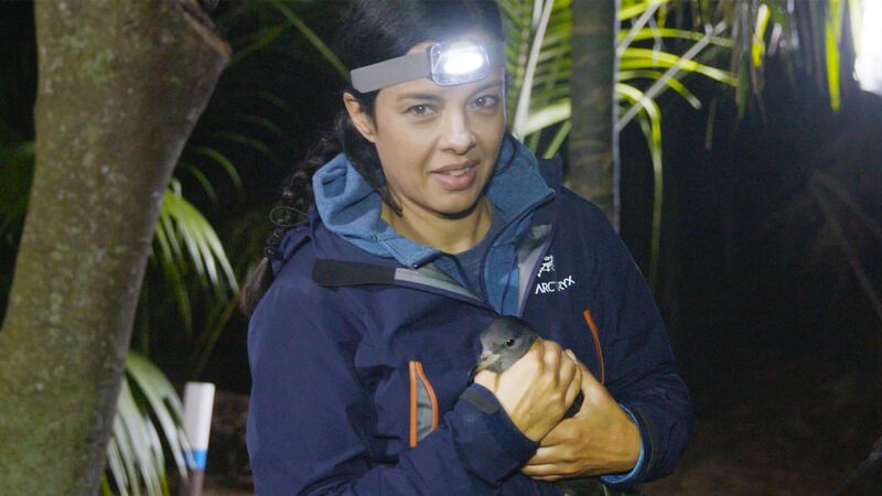 Liz Bonnin with a flesh-footed Shearwater chick (BBC)