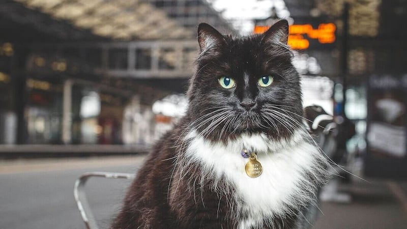 The death of a railway station cat with hundreds of thousands of social media followers has sparked an outpouring of grief (TransPennine Express/PA)