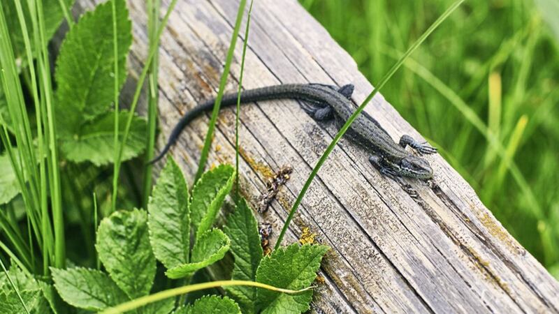 The viviparous lizard is Ireland&#39;s only native terrestrial reptile 