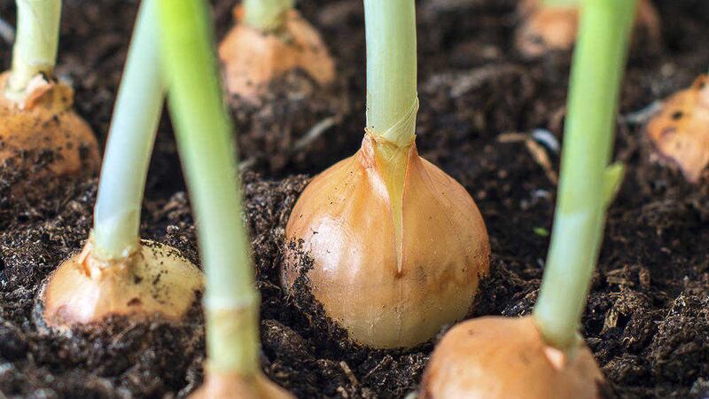 Onions are among the best crops for overwintering 