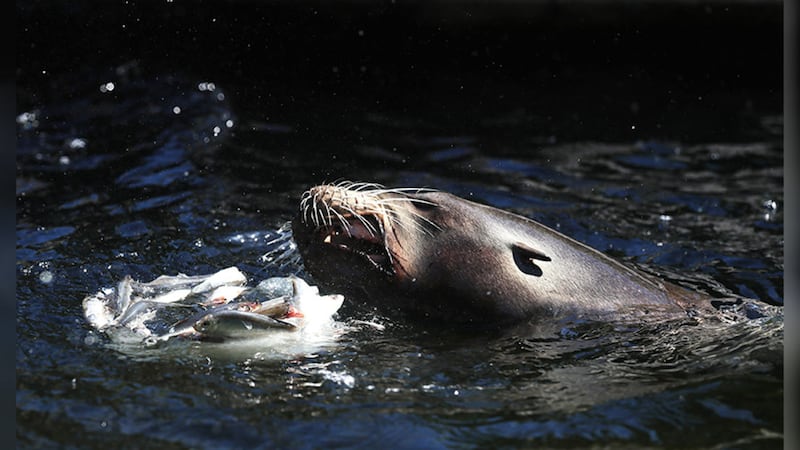 Sea lions eat fish from an ice block at Dublin Zoo. Picture by Brian Lawless, Press Association
