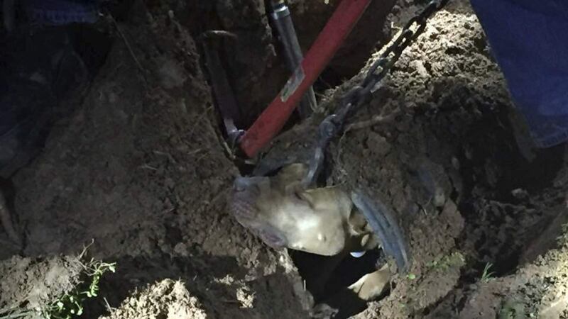 Rocky was wedged 100 feet into the pipe before rescue services got to him.