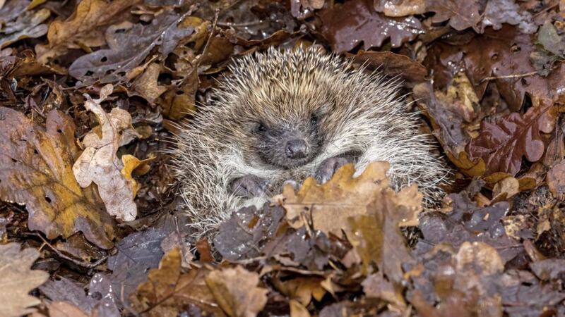 Hedgehogs will be foraging as much food as they can to see them through the cooler months 
