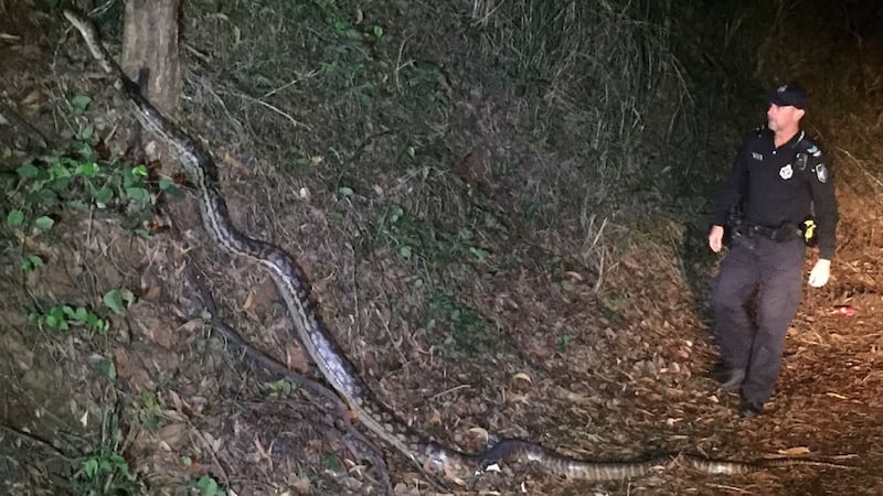 Officers stumbled across the scrub python during a night patrol.