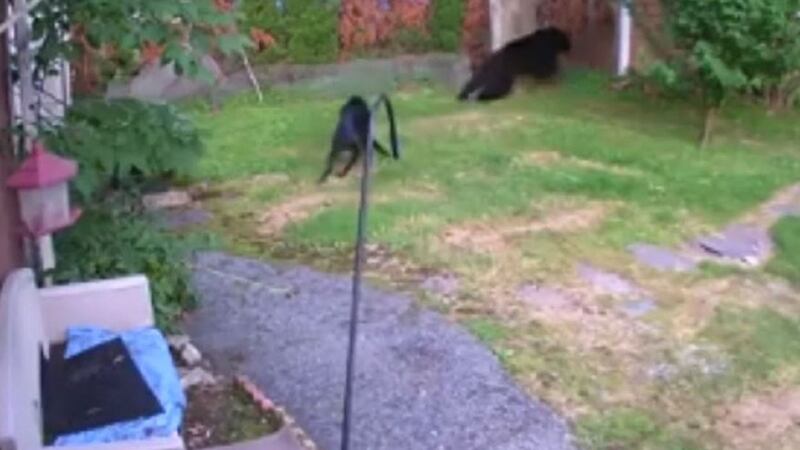 The black bear scarpered quickly after Riley slammed in to him.