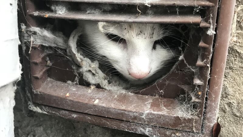 The curious pet was uninjured following the rescue in Kidderminster, Worcestershire.
