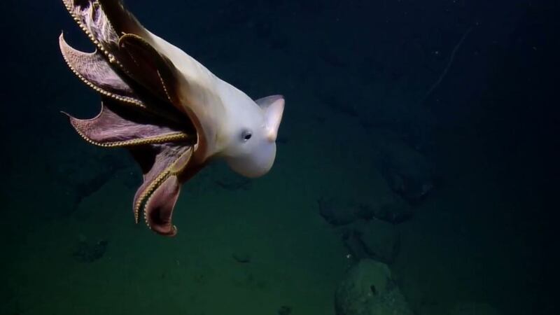 The creature was seen in the Monterey Bay National Marine Sanctuary.