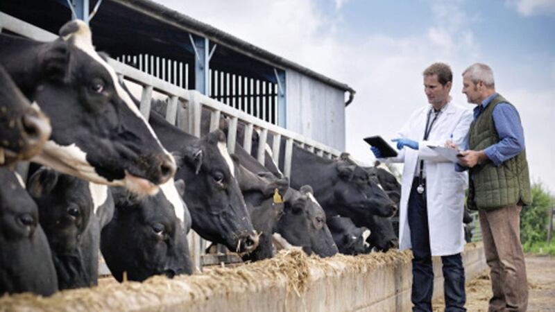 The future licensing and supply of veterinary medicines for Northern Ireland, Britain and the Republic of Ireland is a pressing concern say the leading veterinary bodies 
