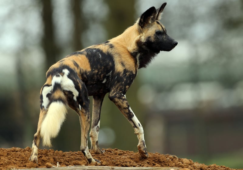 African hunting dogs.