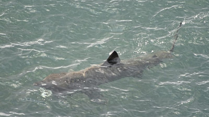 The basking shark is one of 11 species on a new list of fish at risk of extinction in Irish waters 