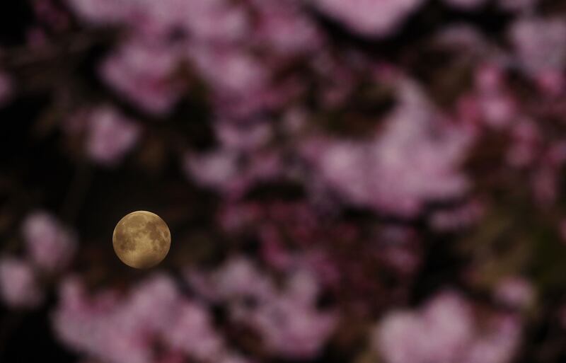 Pink Moon next to blossom