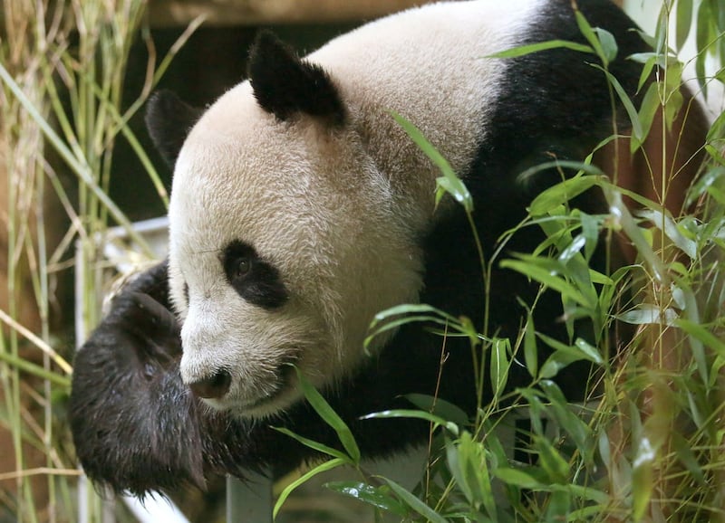 Pandas returning to China