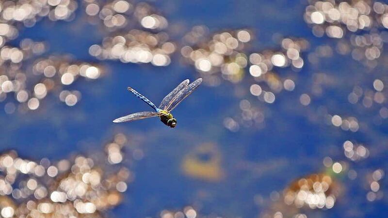 Dragonflies depend on wetlands and spend most of their lives underwater (Peter Byrne/PA)