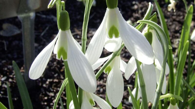 The vigorous and early flowering Galanthus &#39;Atkinsii&#39;. Picture by Paul Butler 