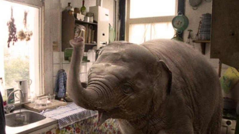 Zoo will be based on the true story of Sheila the elephant 