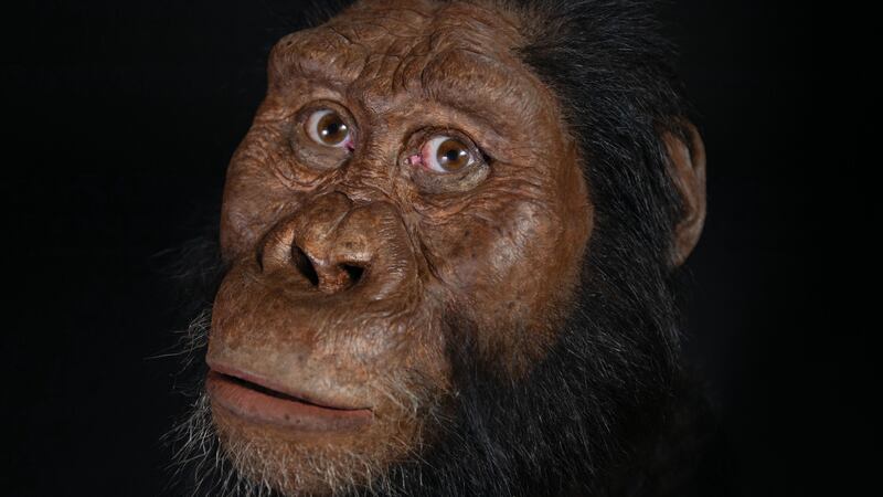 Researchers have discovered what they say is a remarkably complete cranium of an early human ancestor. 