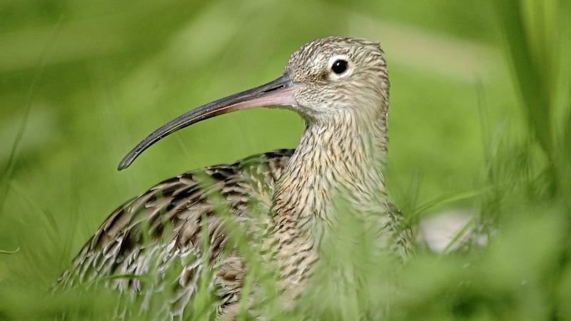 Curlews are an endangered species. Picture by David Morris via RSPB 