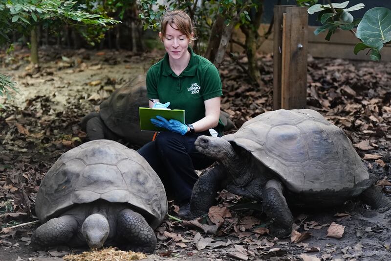 Zoo keeper Kim counts Priscilla and Polly, giant Galapagos Tortoises, during the annual stocktake at ZSL London Zoo