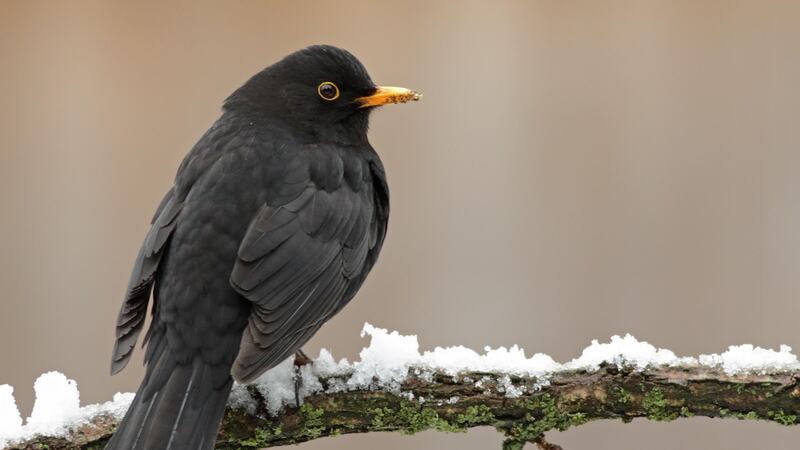 Genetic differences show that blackbirds living in cities suffer premature ageing